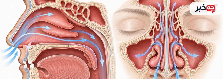 نمای آموزشی ساختار بینی و سینوسها