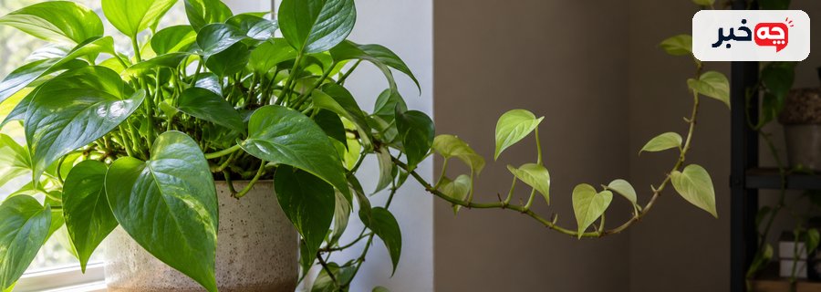 مقایسه محل کمنور و روشن غیرمستقیم برای گیاه آپارتمانی