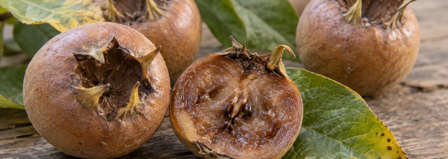 ازگیل چیست؟ شناخت میوه، رسیدن و روش مصرف